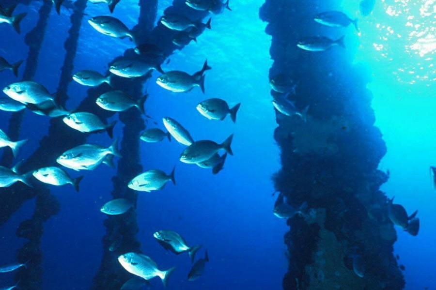 Fish at an oil platform, Gulf of Mexico. Photo by US Bureau of Ocean Energy Management. Permission given under the terms of Title 17, Chapter 1, Section 105 of the US Code.