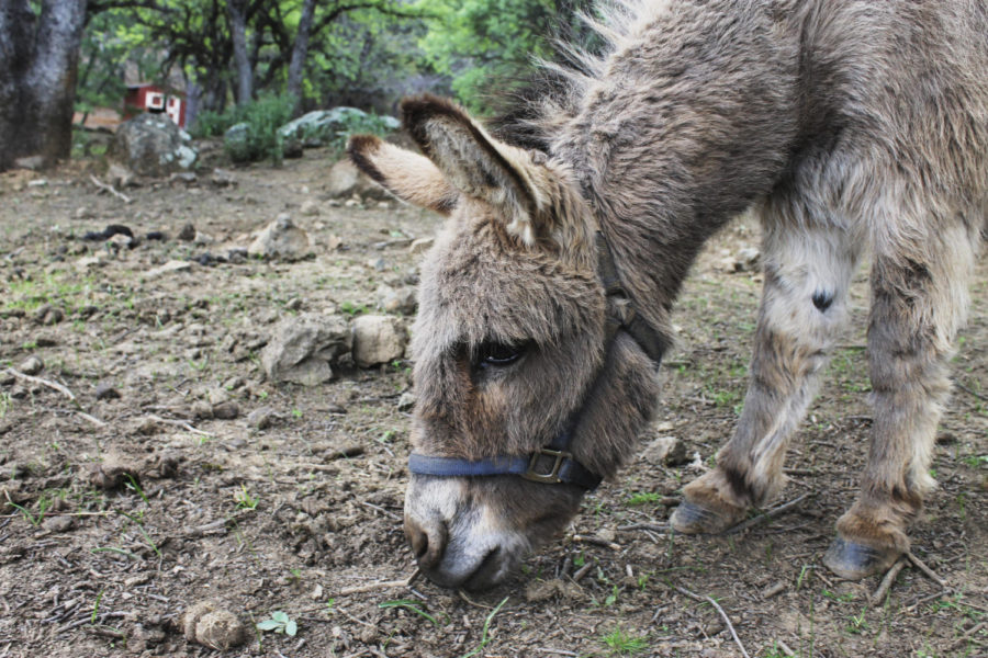 JUST LIKE YOU AND I. Along with her companion, Bob, miniature donkey Sophie is sweet and shy, but loves her best friend Bob. Together, they experienced the loss of their baby due to cold weather, but Bob and Sophie live their days together happily.