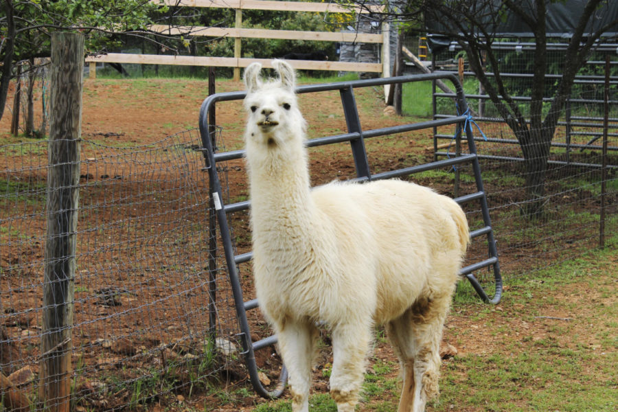 LEARNING TO TRUST.  Ermie the llama spends his days roaming the sanctuary with his other llama friends. However, when Ernie was discovered, he was abandoned, not cared for, unloved, and disappeared into a mass of his own wool, thus turning him into a hostile animal. He was then taken in and  sheared, vaccinated, and dewormed. He is a living symbol of hope that those who have been hurt and neglected can learn to trust again,  Joshua Hanosh said