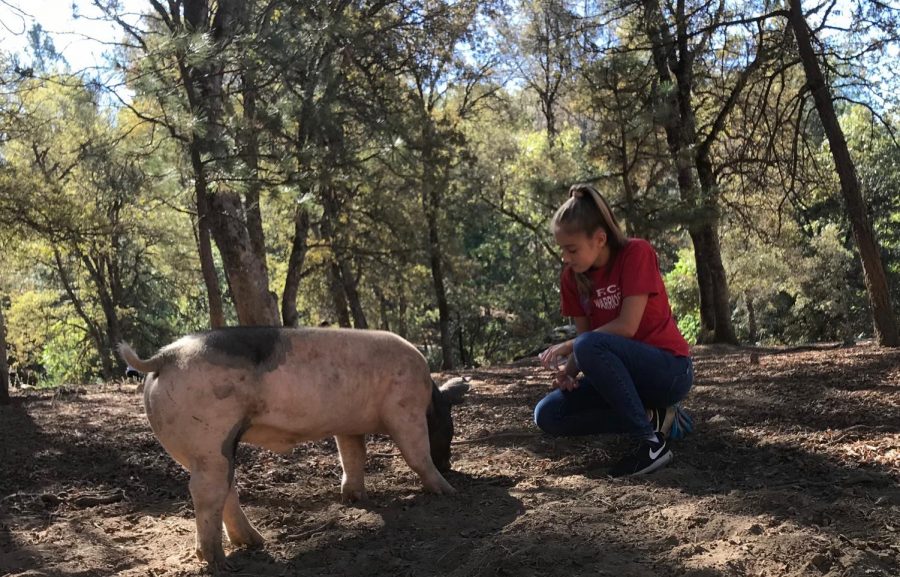 While volunteering at Blackberry Creek, Sophia Perkins kneels down in the dirt to hang out beside one of the pigs at the farm. Photo by Paige Alcala.