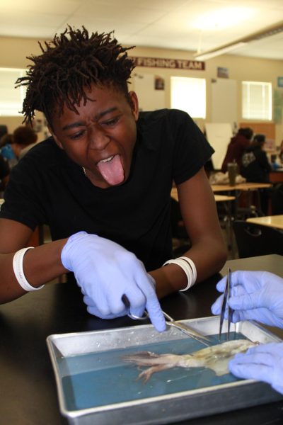 As a part of his marine biology dissection March 7, Daniel Pocklington Setter pokes at his squid, trying to find the remnant of an internal shell called a pen. The pen could be used to write on a piece of paper after puncturing the squid’s ink sac. Photo by Rhaymark Nazareno